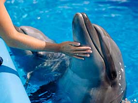 yachts insurance - dolphin